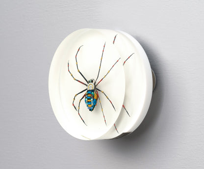 Moontrace Orb-weaver Spider, 2025