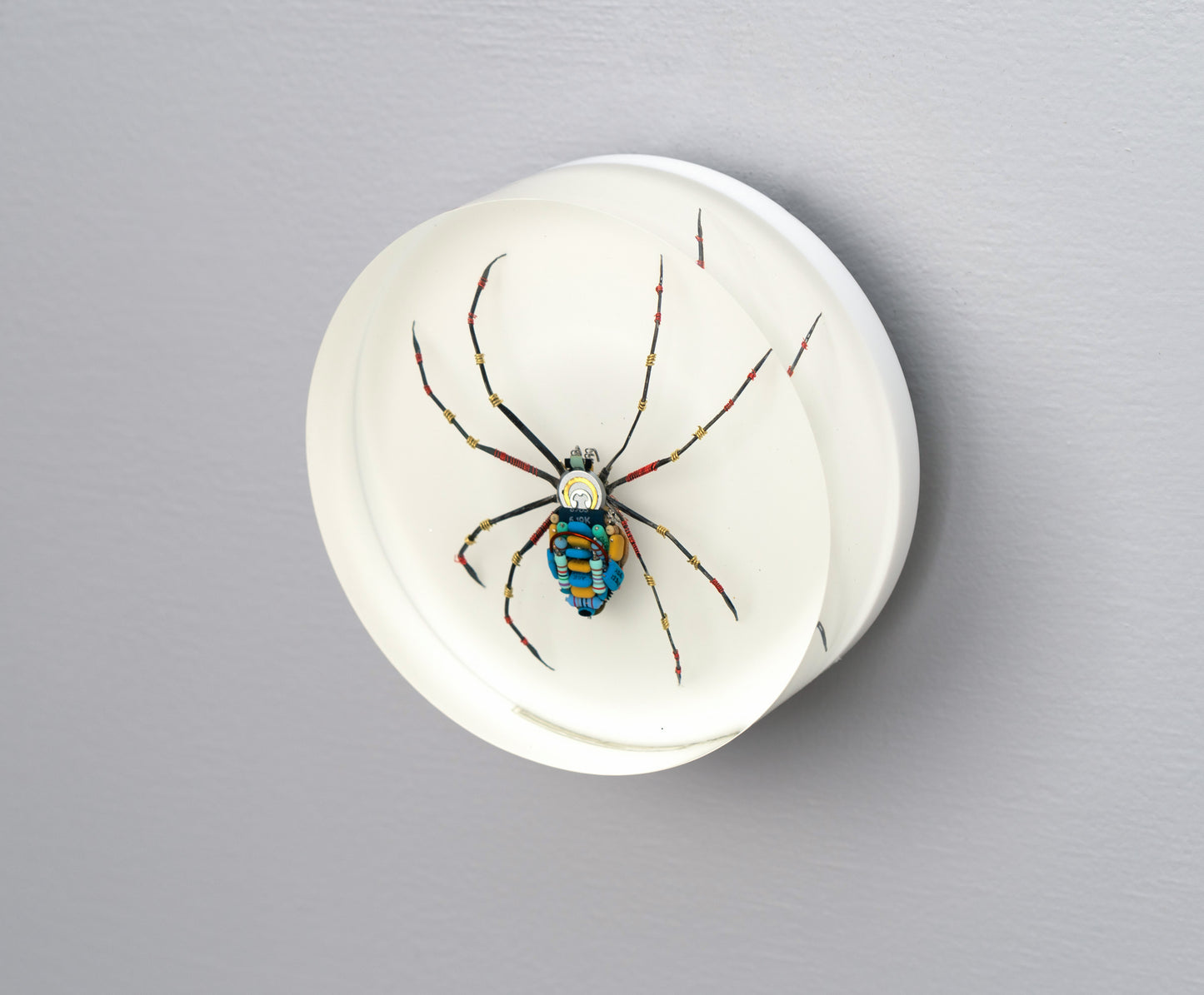 Moontrace Orb-weaver Spider, 2025