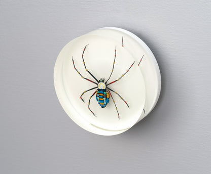 Moontrace Orb-weaver Spider, 2025