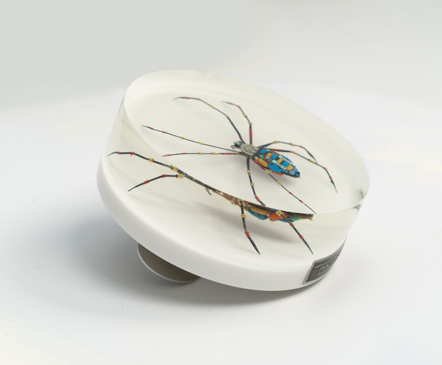 Moontrace Orb-weaver Spider, 2025