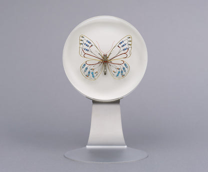 Zephyranthes Butterfly, 2026
