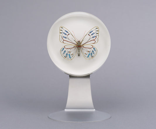 Zephyranthes Butterfly, 2026