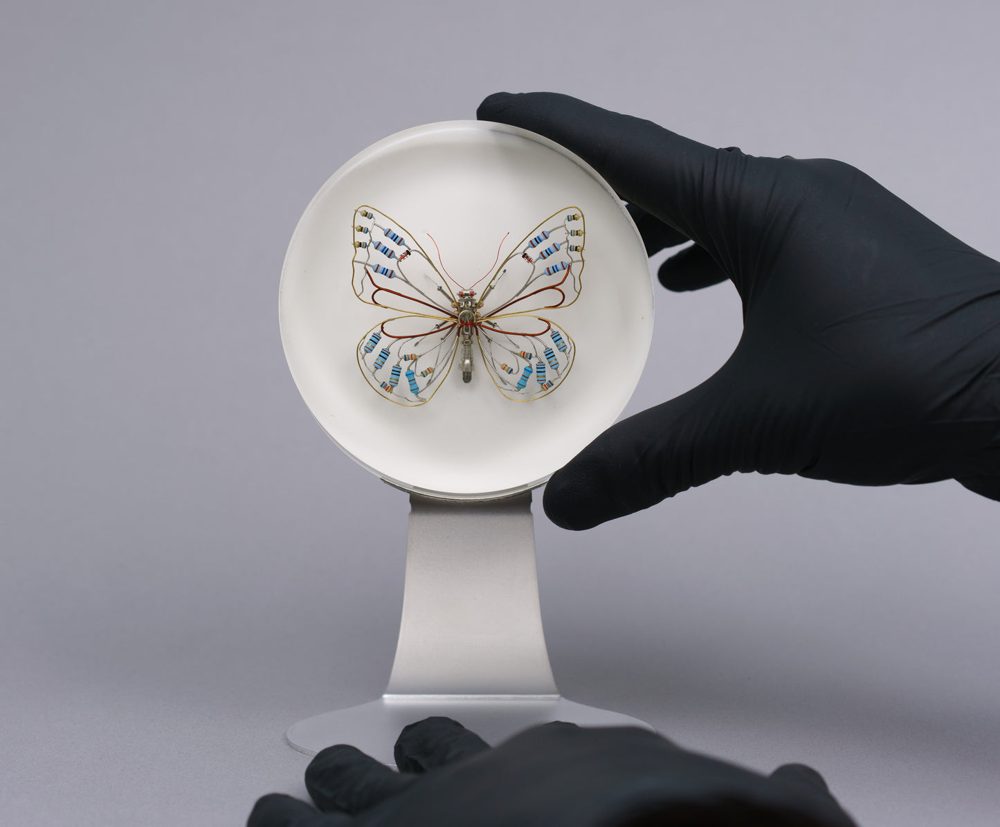 Zephyranthes Butterfly, 2026