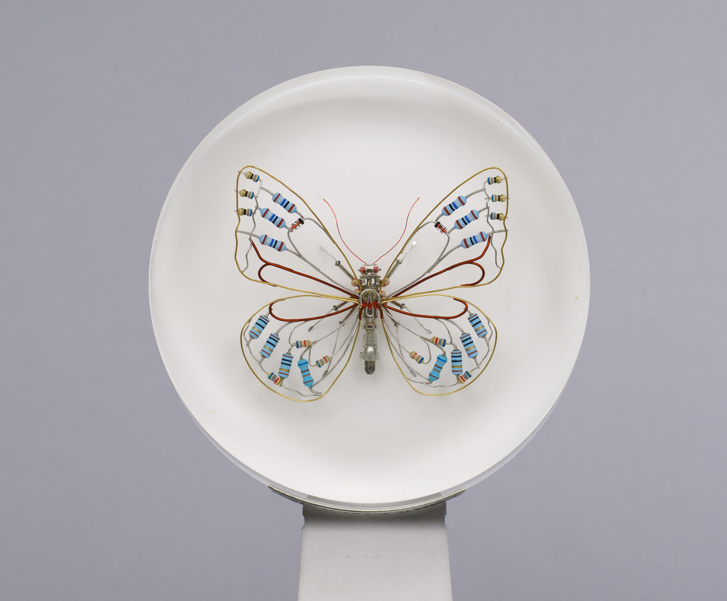 Zephyranthes Butterfly, 2026