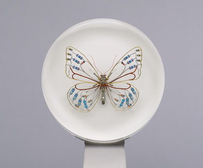 Zephyranthes Butterfly, 2026