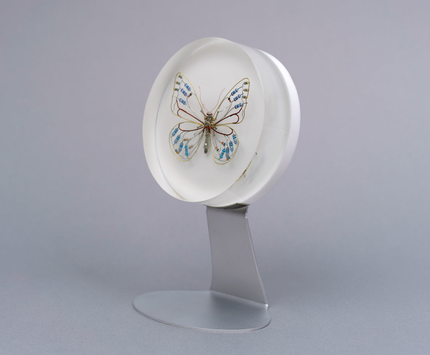 Zephyranthes Butterfly, 2026