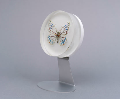Zephyranthes Butterfly, 2026
