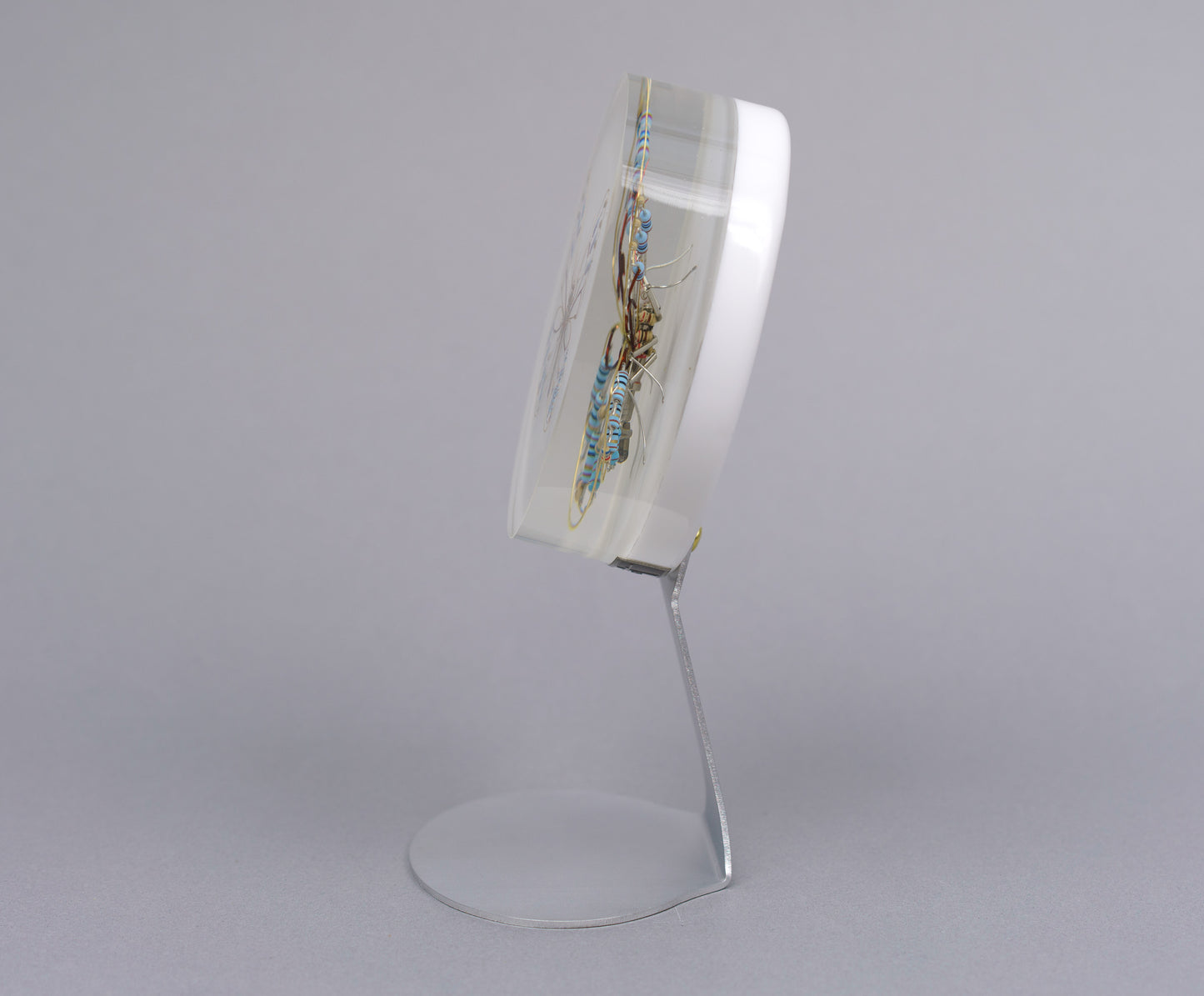 Zephyranthes Butterfly, 2026