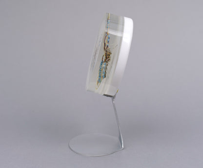 Zephyranthes Butterfly, 2026