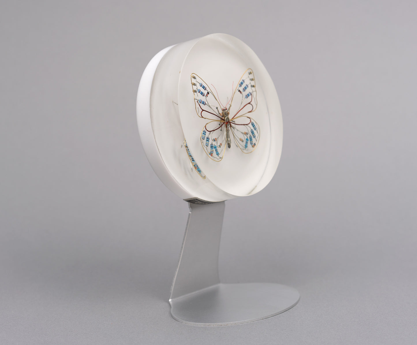 Zephyranthes Butterfly, 2026