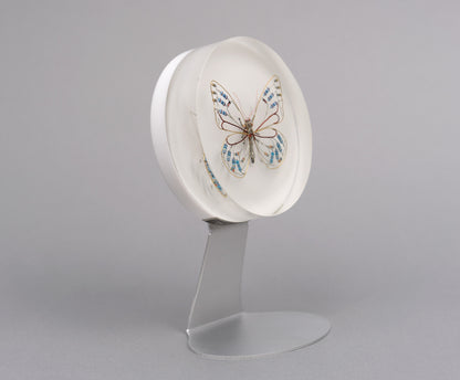 Zephyranthes Butterfly, 2026