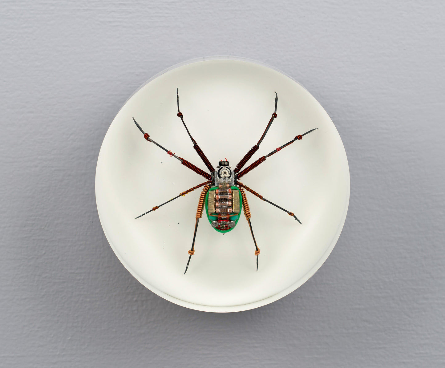 Copper Core Spider, 2025