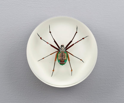 Copper Core Spider, 2025