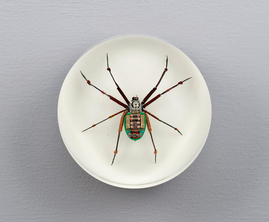 Copper Core Spider, 2025