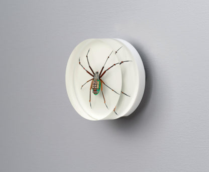 Copper Core Spider, 2025