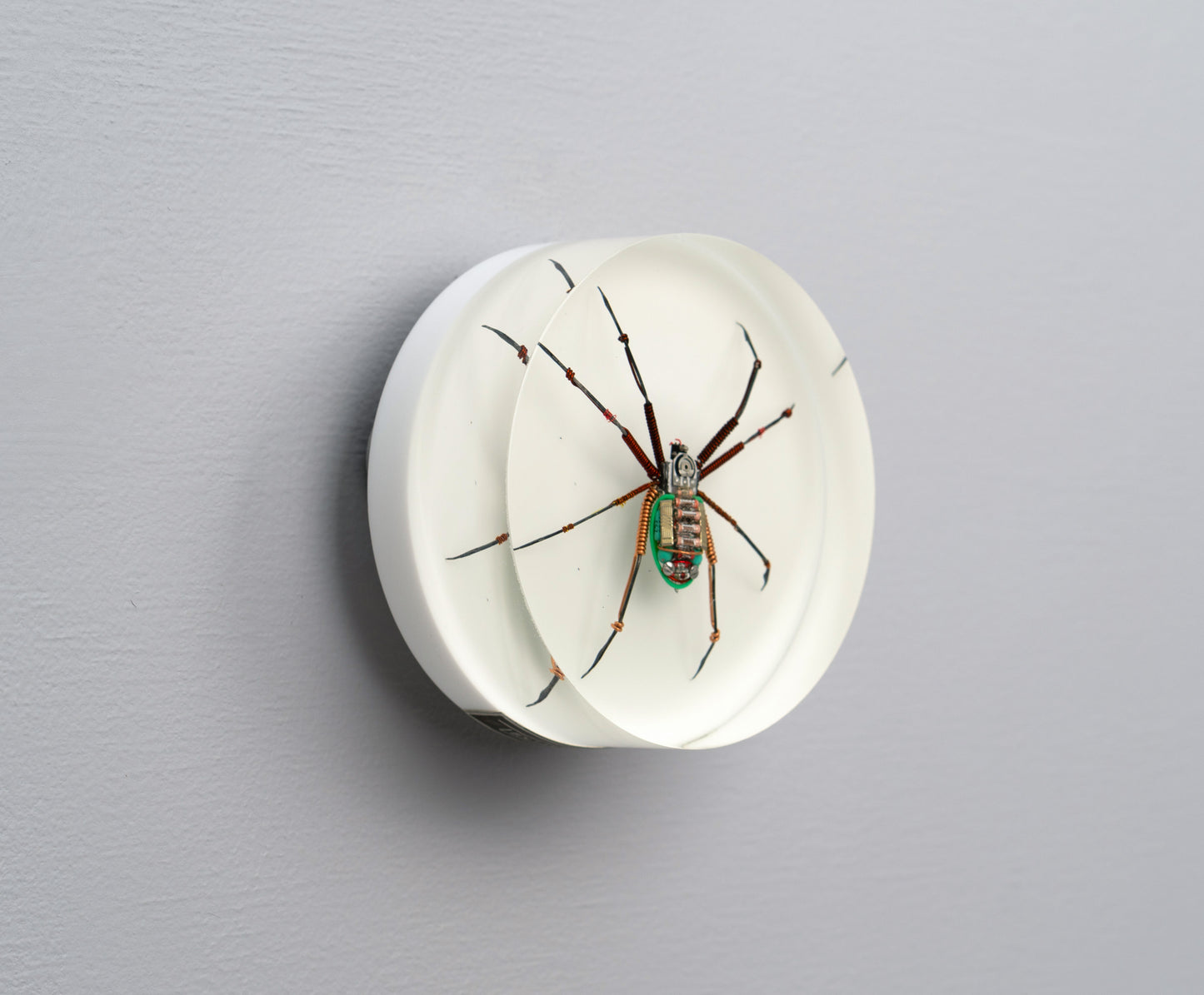 Copper Core Spider, 2025