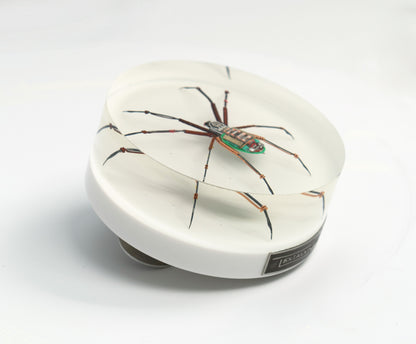 Copper Core Spider, 2025
