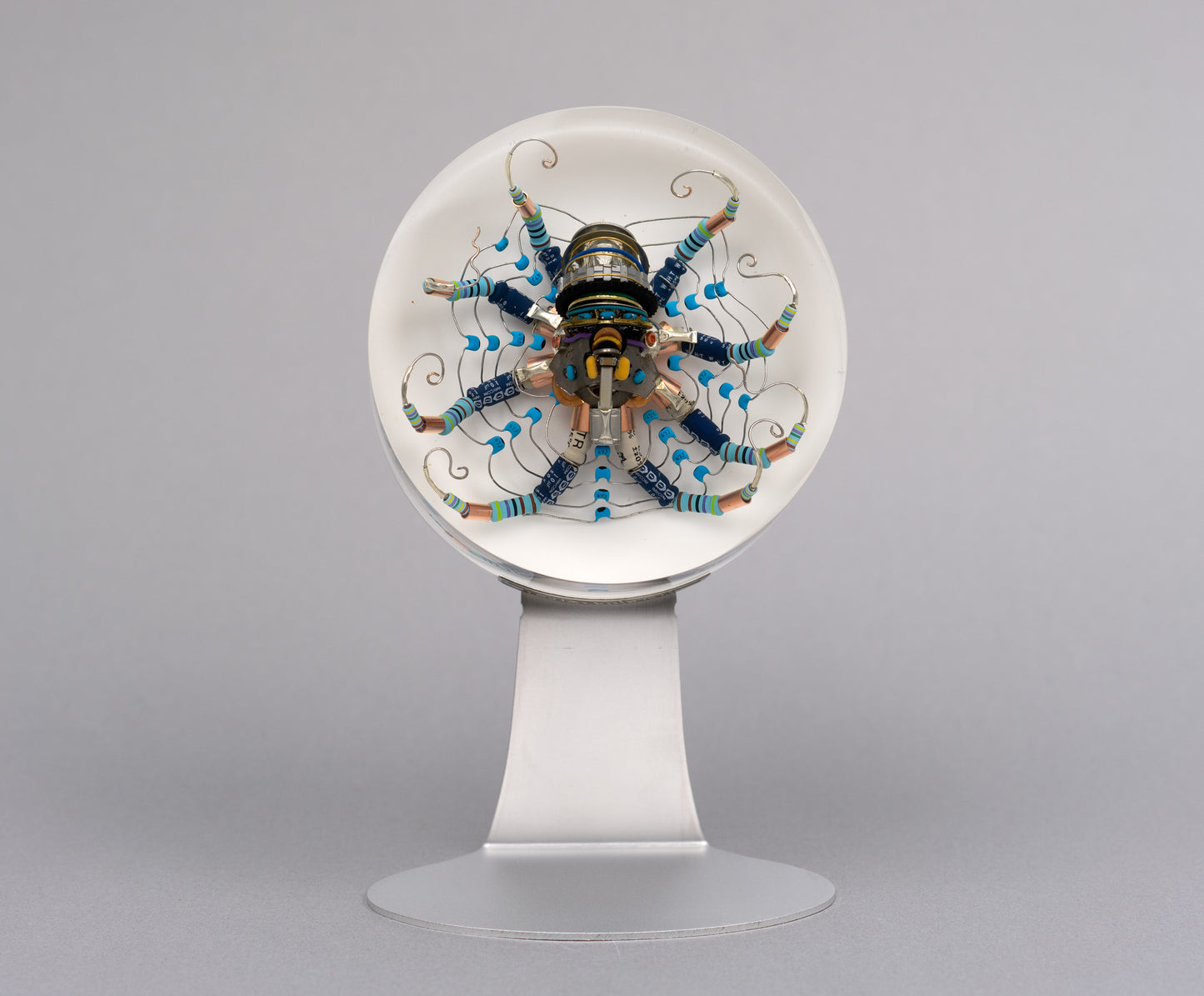 Chrysanthemum Octopus, 2026