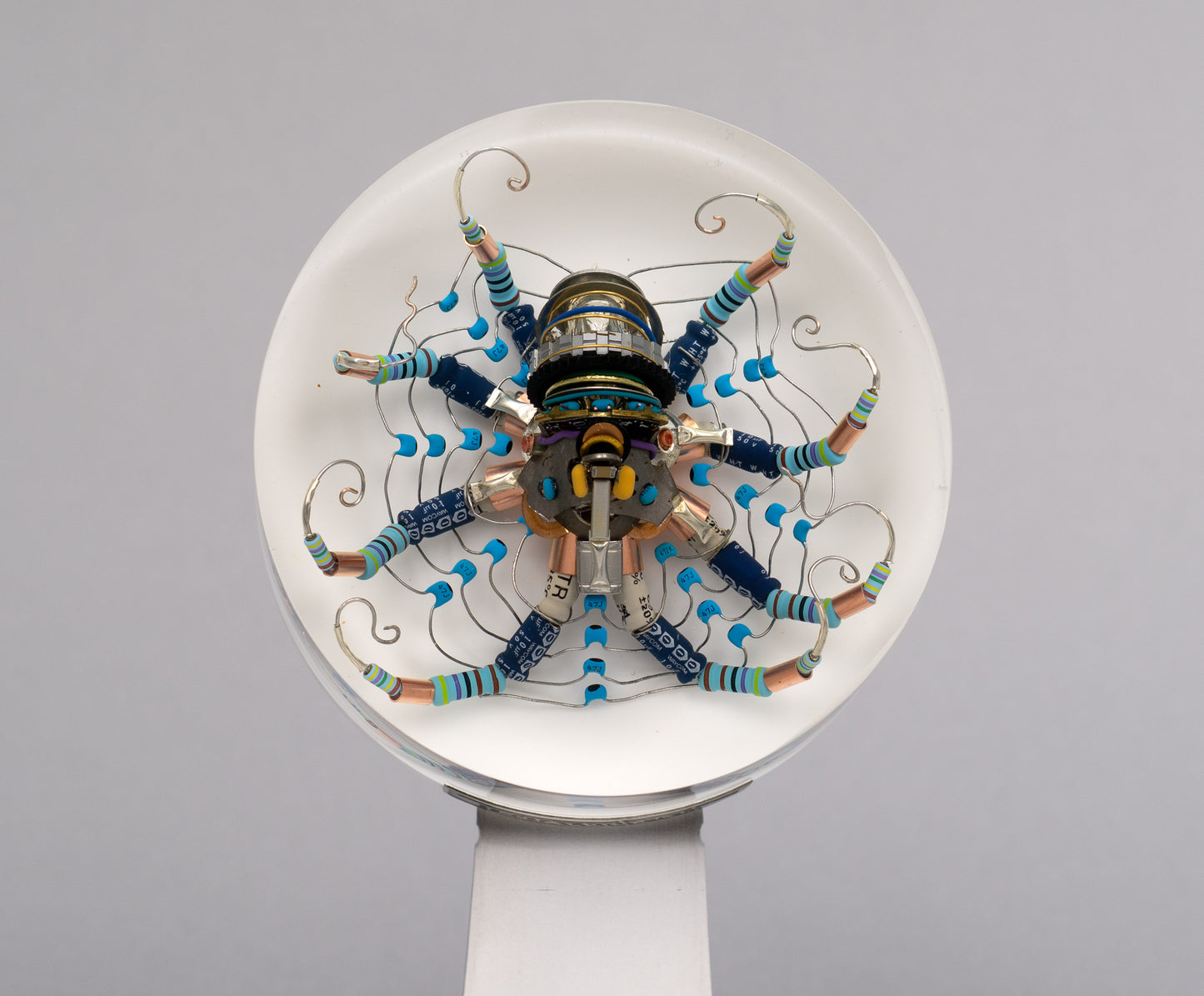 Chrysanthemum Octopus, 2026