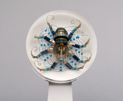 Chrysanthemum Octopus, 2026