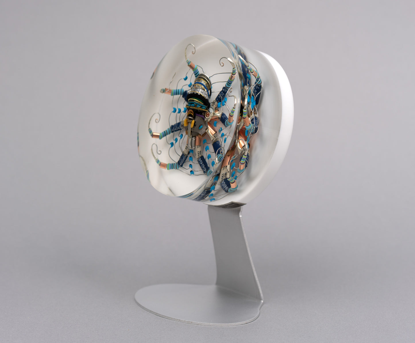 Chrysanthemum Octopus, 2026