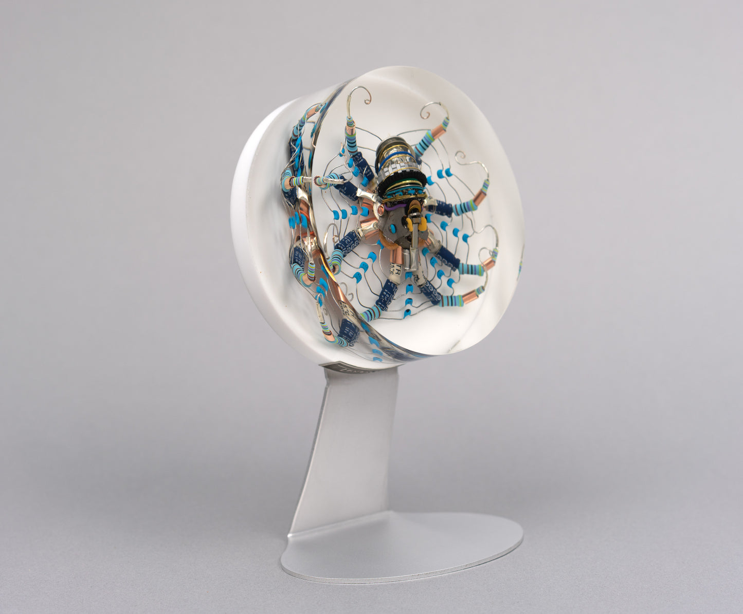 Chrysanthemum Octopus, 2026