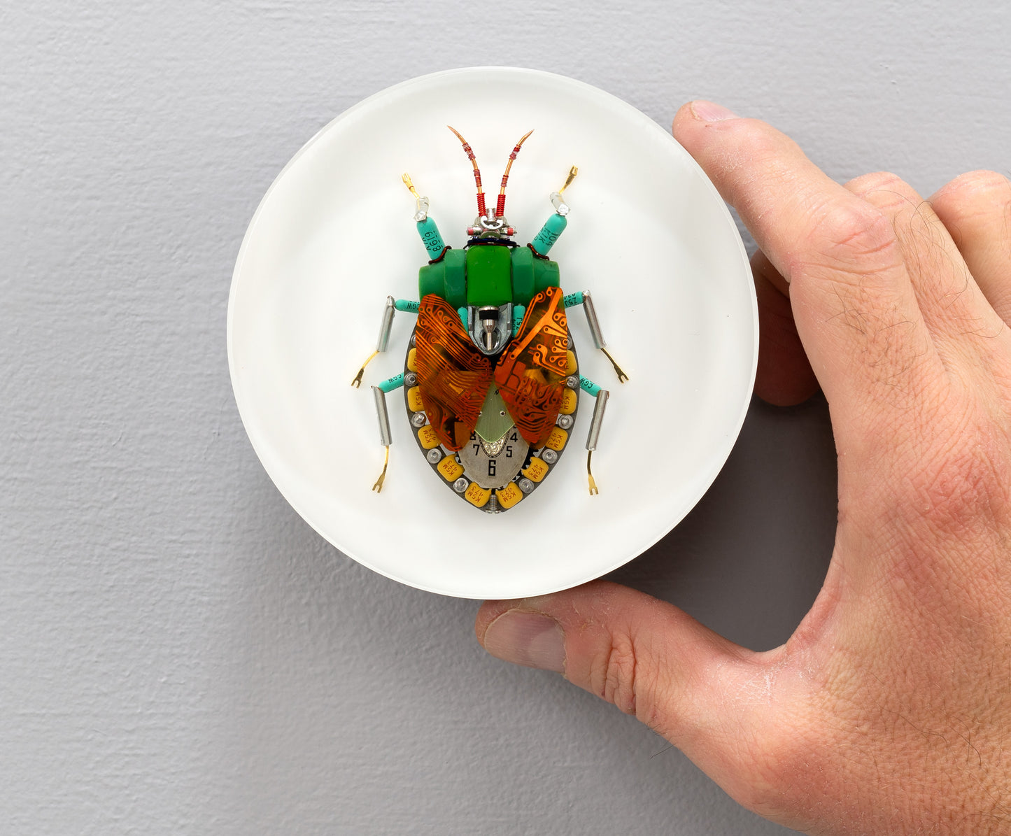 Emperor Shield Bug, 2024