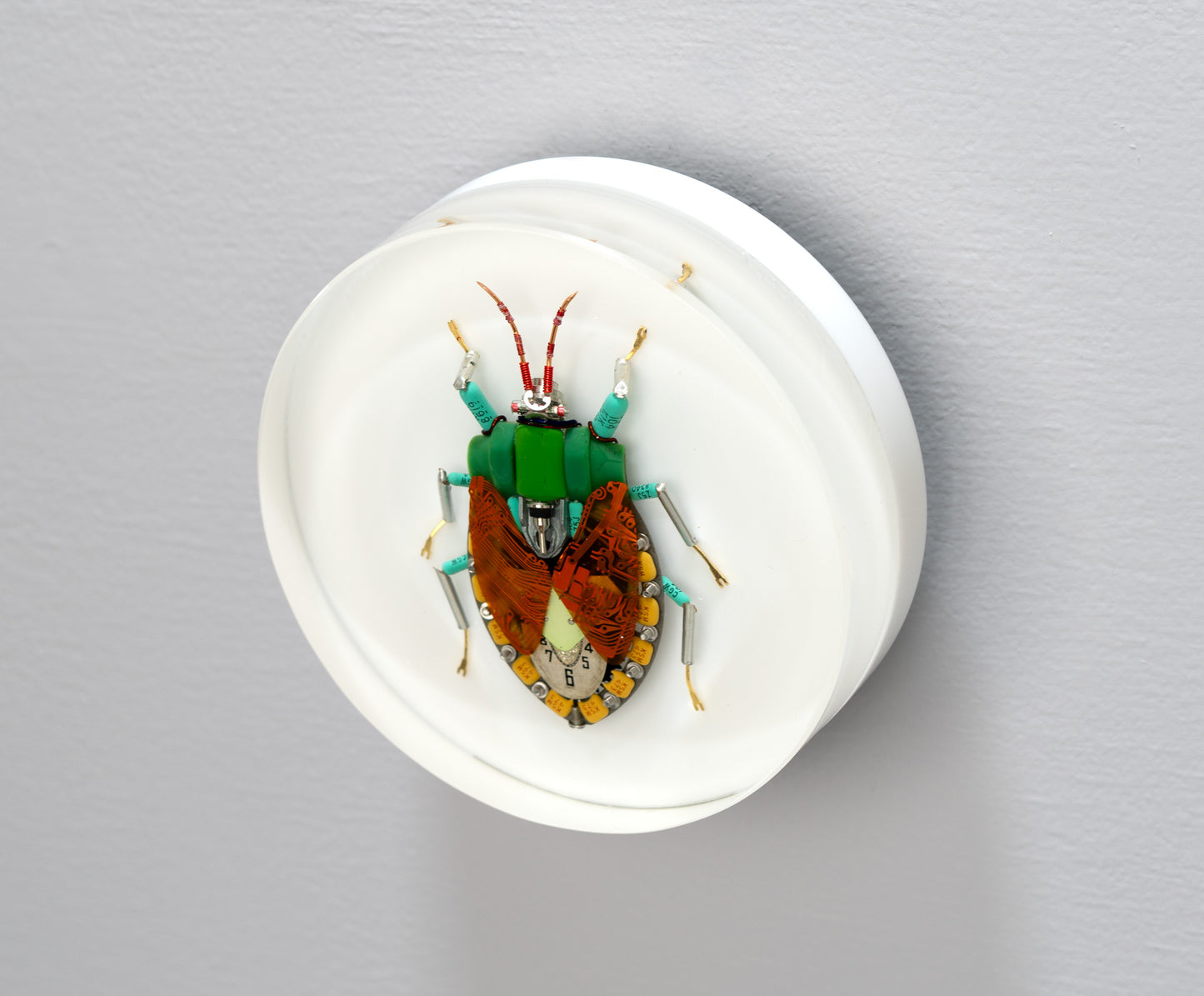 Emperor Shield Bug, 2024