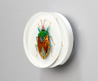 Emperor Shield Bug, 2024