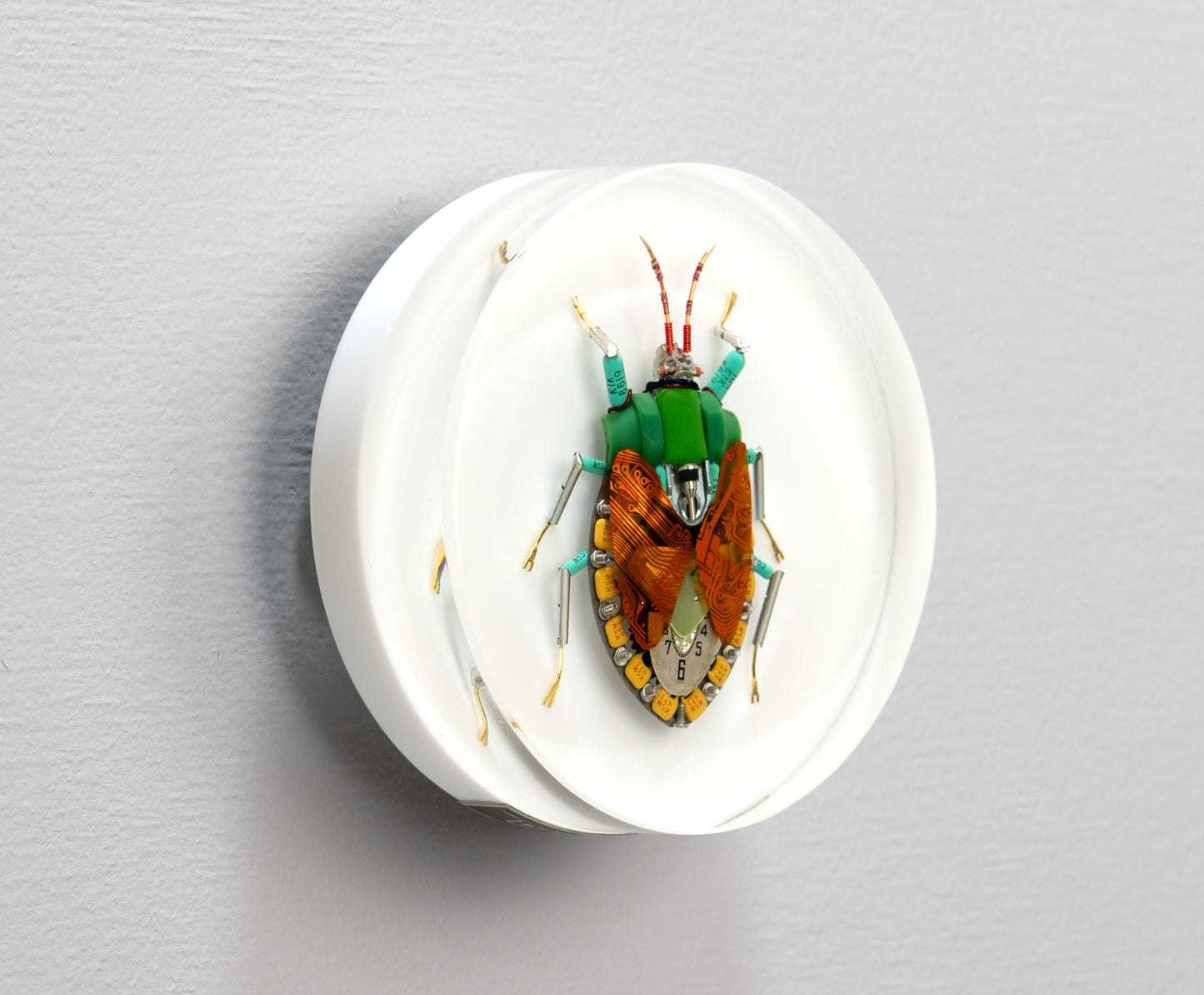 Emperor Shield Bug, 2024