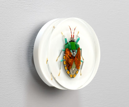 Emperor Shield Bug, 2024