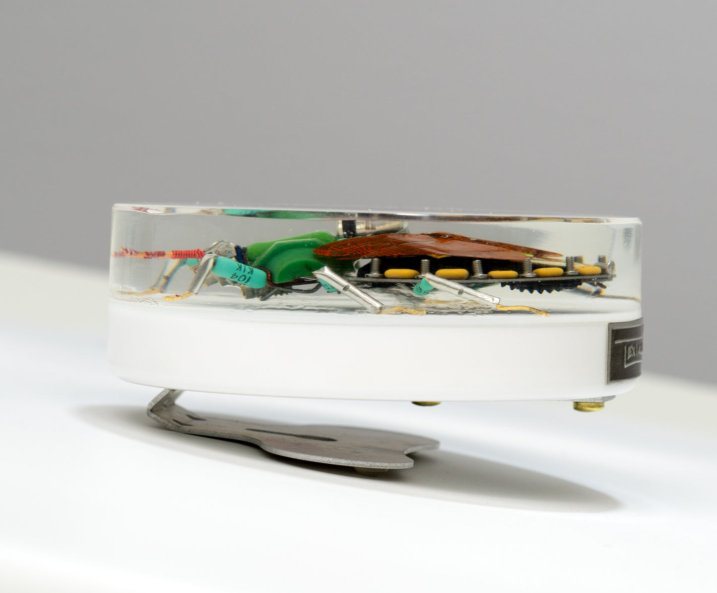 Emperor Shield Bug, 2024