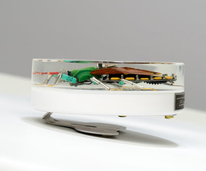 Emperor Shield Bug, 2024