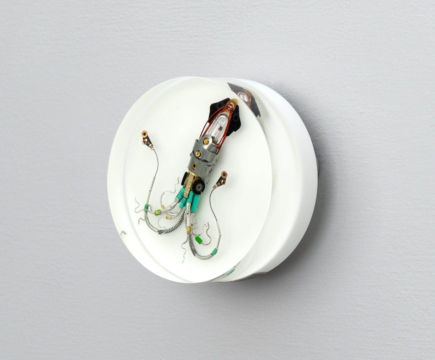 Sea Baby Squid, 2025