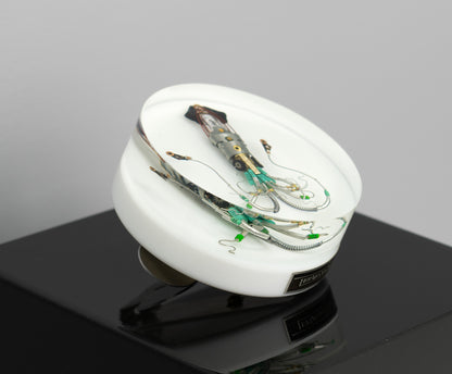 Sea Baby Squid, 2025