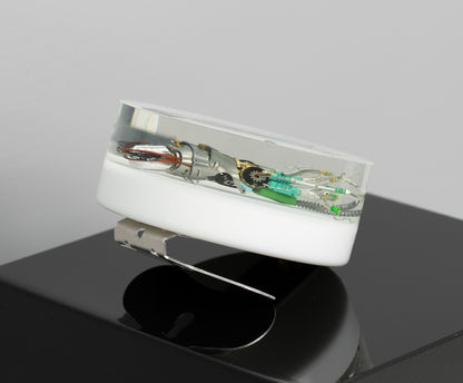 Sea Baby Squid, 2025