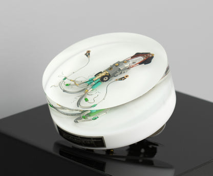 Sea Baby Squid, 2025