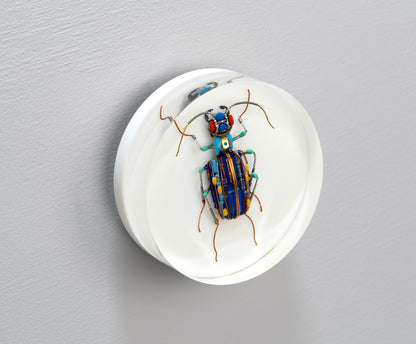 25V Tiger Beetle, 2024