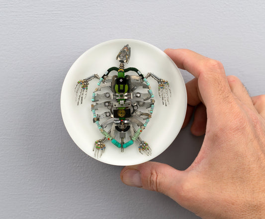 Pocket Turtle, 2025