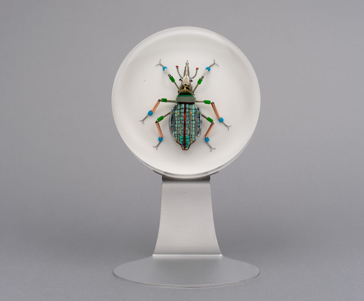 Lithium Leaf Weevil, 2026