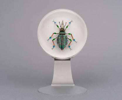 Lithium Leaf Weevil, 2026