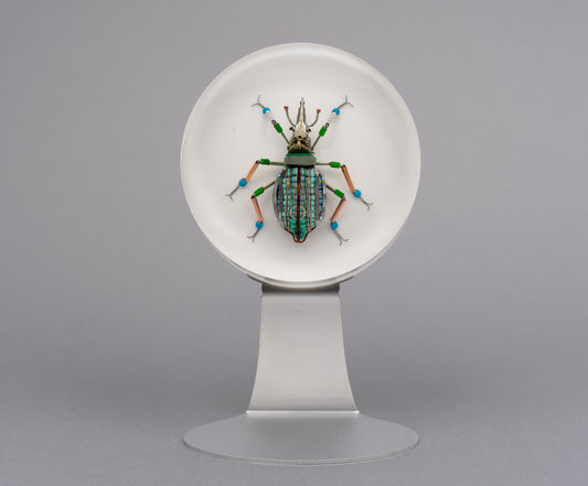 Lithium Leaf Weevil, 2026