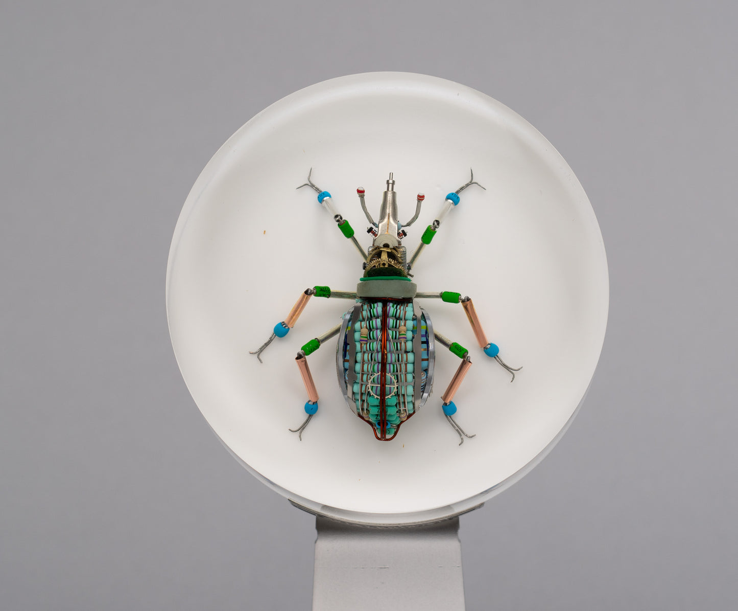 Lithium Leaf Weevil, 2026