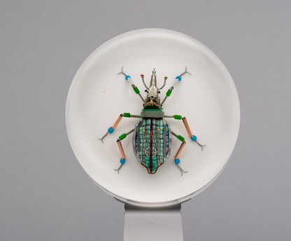 Lithium Leaf Weevil, 2026