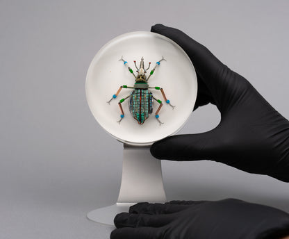 Lithium Leaf Weevil, 2026