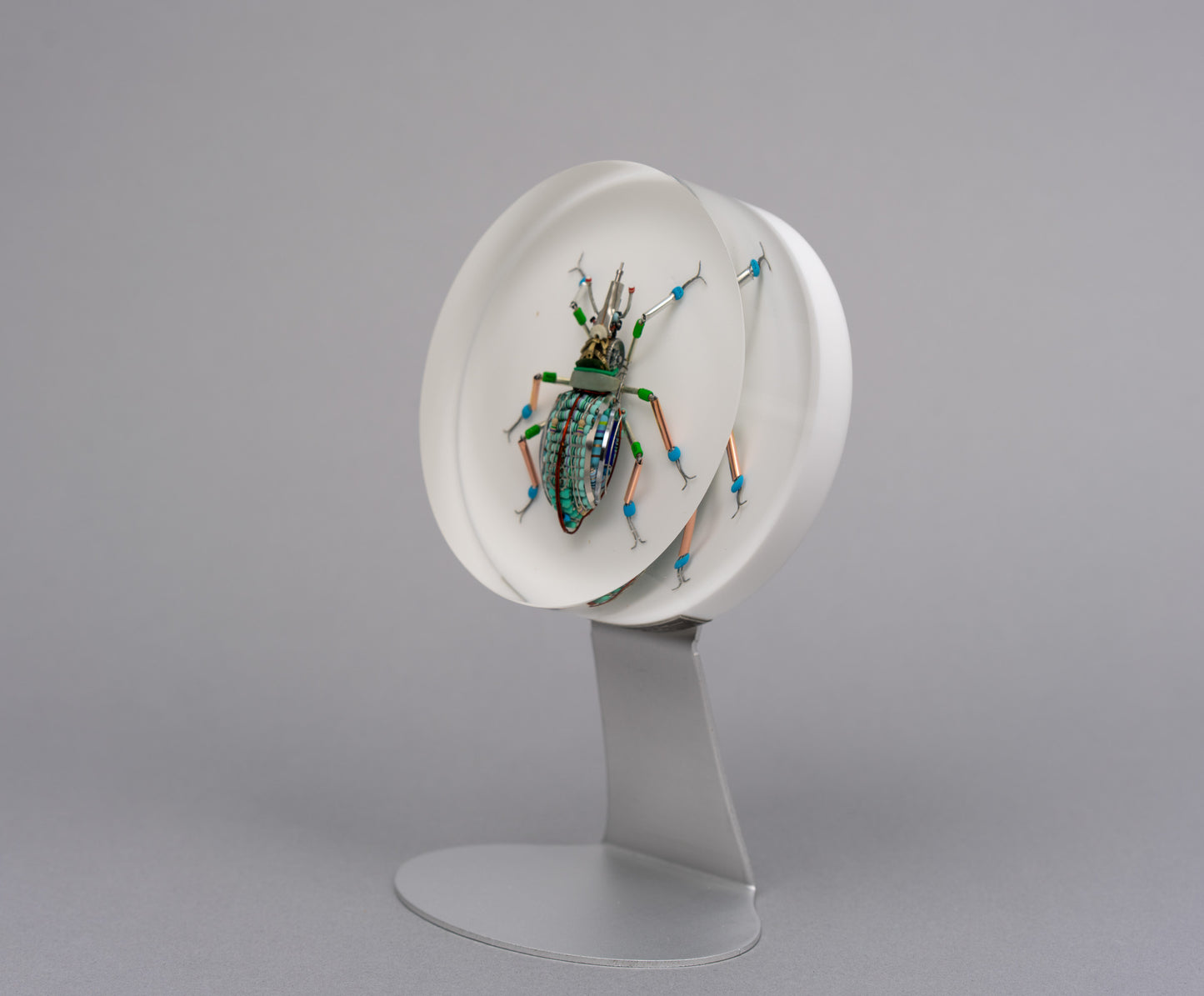 Lithium Leaf Weevil, 2026