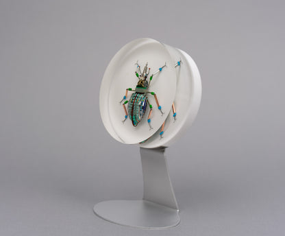 Lithium Leaf Weevil, 2026