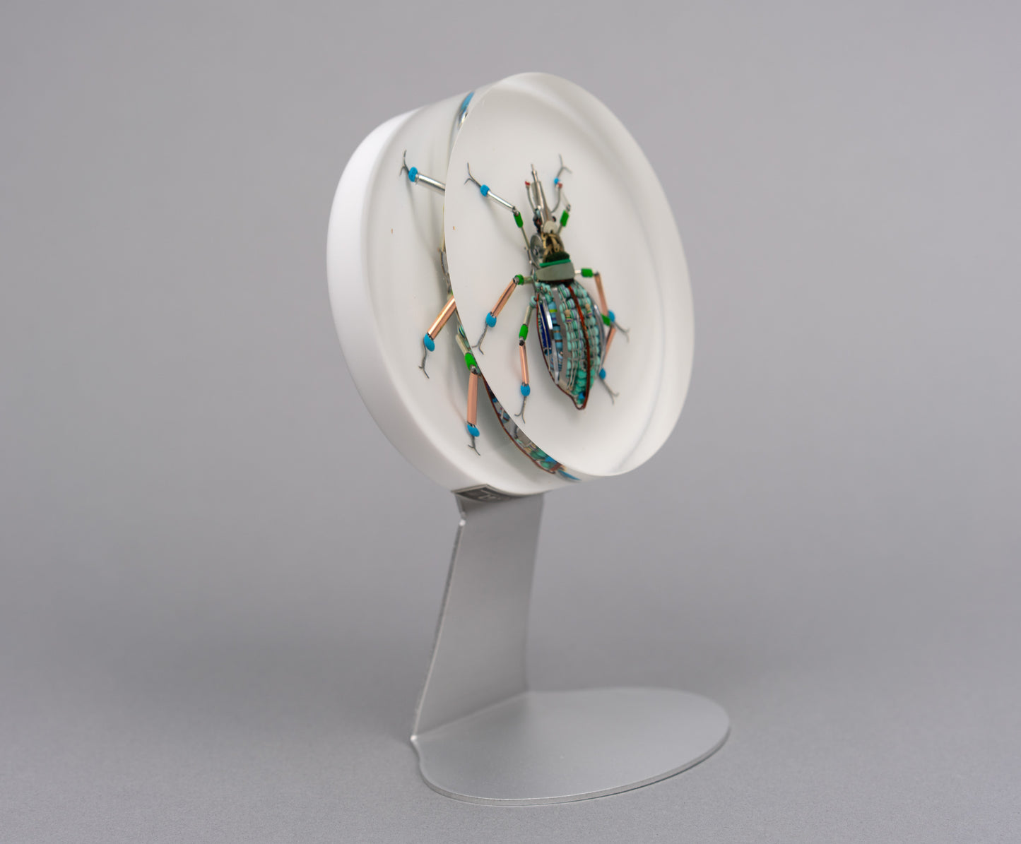 Lithium Leaf Weevil, 2026