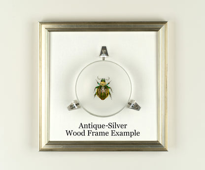 Green Cap Fly, 2023