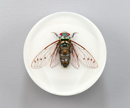 Photocell Cicada, 2024